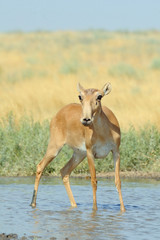 Wild female Saiga antelope at the watering place in the steppe