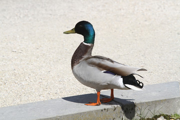Male mallard standing on the lake side