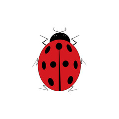 Ladybird isolated