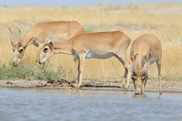 Wild Saiga antelopes at the watering place in the steppe