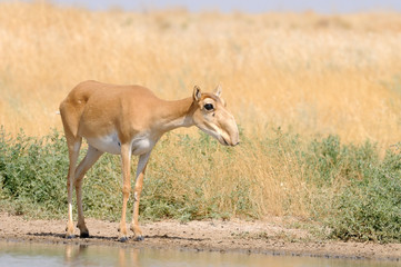 Wild female Saiga antelope at the watering place in the steppe