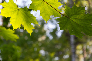 natural green background with selective focus