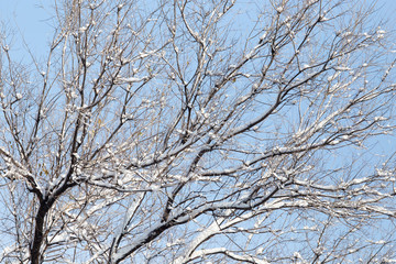 tree in the snow against the blue sky
