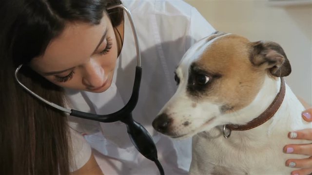 Attractive female veterinarian checking up the dog's breath. Young vet doctor listening to the dog's breath through the stethoscope. Close up of pretty woman tilting to the dog at the veterinarian