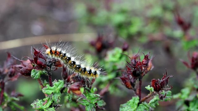 Psilogaster loti butterfly's caterpillar (Lasiocampidae) 