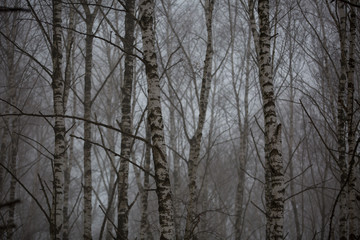 Birch trees without leaves in winter misty forest in the mountains of the Central Caucasus.