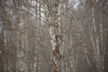 Birch trees without leaves in winter misty forest in the mountains of the Central Caucasus.