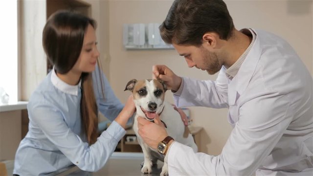 Young male vet checking up the dog at the veterinarian clinic. Brunette male veterinarian look into dog's ear. Attractive caucasian girl pacifying her Jack Russel Terier at the vet clinic