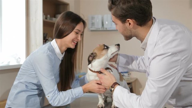 Male veterinarian checking up dog's teeth. Brunette man in white coat opening dog's mouth by his hands. Young male vet doctor touching dog's ear by his hand