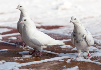 white dove in nature in winter