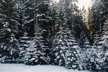 Fir trees covered with snow. Snowy winter forest at sunset.