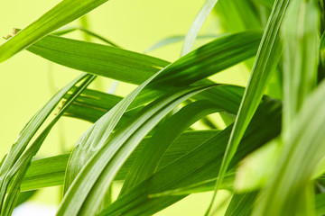 Obraz premium water drops on the green grass