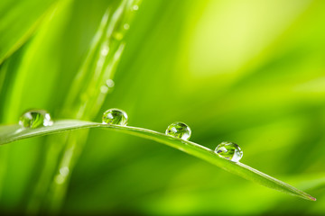 water drops on the green grass