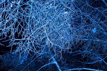 winter night Trees in ice