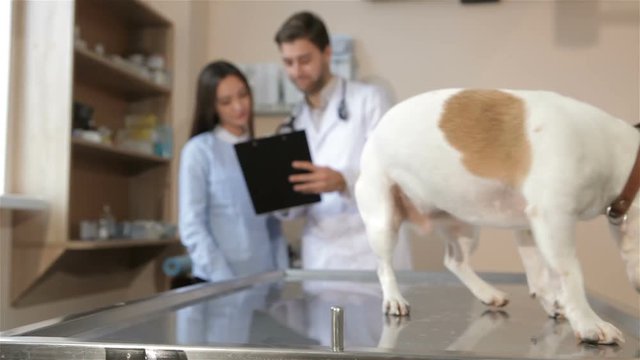 Dog jumping down from the vet table. Close up of nice Jack Russel Terier at the veterinarian clinic. Male vet holding clipboard in his hands on background of dog on the table