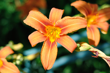 Fototapeta premium Flowers