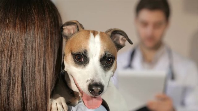 Dog opening its mouth on the shoulder of it's female owner. Close up of nice dog looking into the camera while it's female owner holding it on her shoulder. Male vet doctor writing on his clipboard on