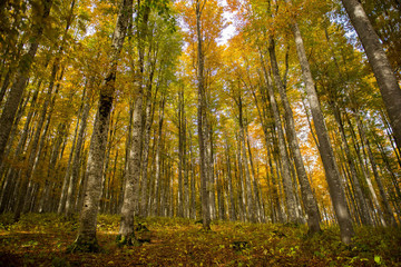 Obraz premium Cansiglio