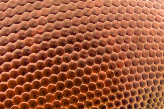 Extreme Magnification - Dragonfly Compound Eye Texture At 20x