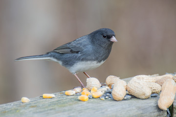 Slate-colored Junco