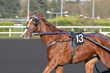 Obraz premium cheval de courses 