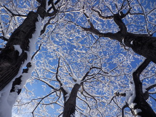 winter,Hokkaido,Japan.