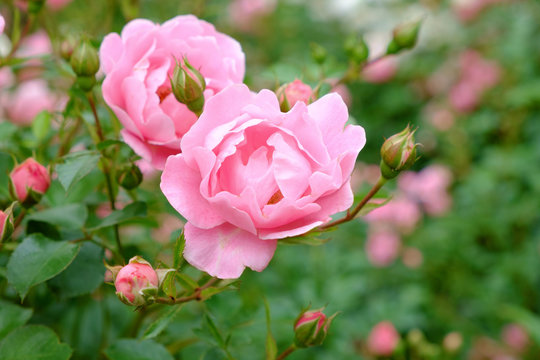 Pink Rose Bush