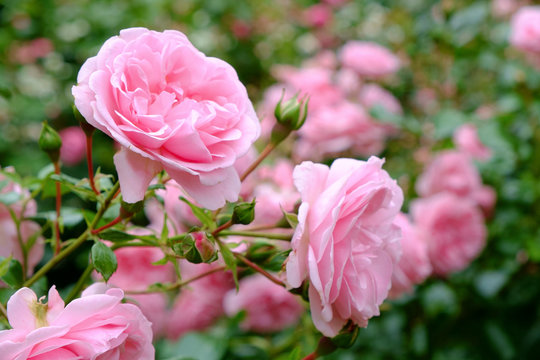 Fototapeta Pink rose bush