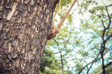 Closeup of tree trunk details with green bokeh background