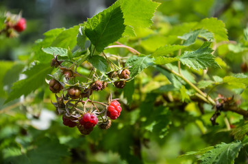 Raspberry in the Garden