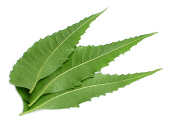 Medicinal Neem Leaves