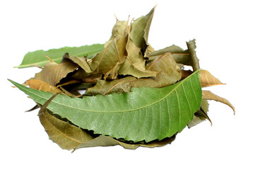 Fototapeta premium Medicinal Neem Leaves