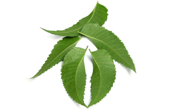 Medicinal Neem leaf