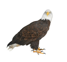 Bald eagle (Haliaeetus leucocephalus) on white background