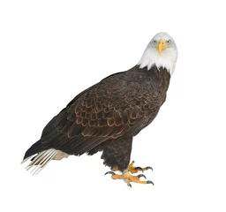 Printed roller blinds Eagle Bald eagle (Haliaeetus leucocephalus) on white background