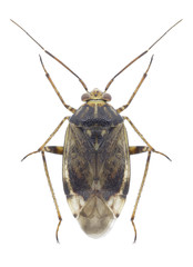 Bug Lygus wagneri on a white background