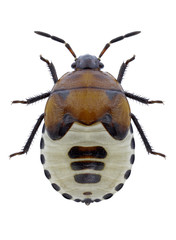 Bug Tritomegas sexmaculatus on a white background