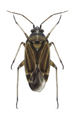 Bug Hoplomachus thunbergii on a white background