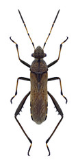 Bug Alydus calcaratus on a white background
