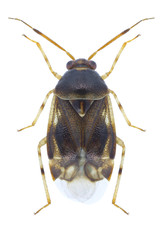Bug Deraeocoris lutescens on a white background
