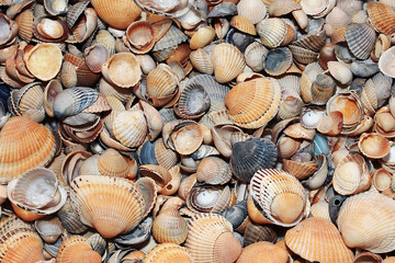 many different shape and color of sea shells