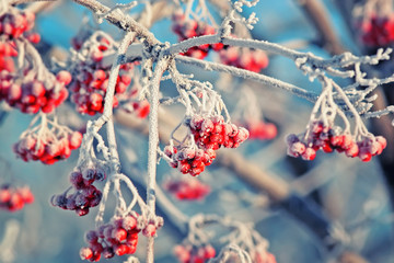 juicy red frozen Rowan berries covered with white hoarfrost in winter Park