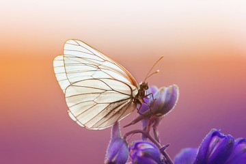 mooie witte vlinder zit op een blauwe bloem in zonnige zomerdag