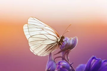 Foto op Plexiglas Vlinder mooie witte vlinder zit op een blauwe bloem in zonnige zomerdag