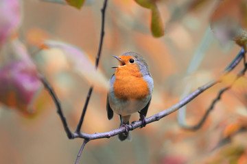 red bird Robin sings a fine in the autumn Park