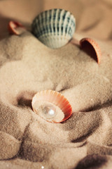 Sea shell with a beautiful pearl lies on a sandy beach