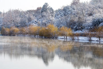 trees on the lake in winter