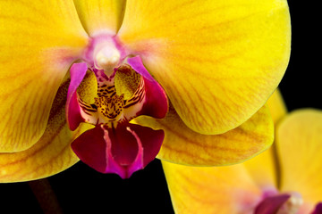 Fototapeta na wymiar Yellow-pink orchid