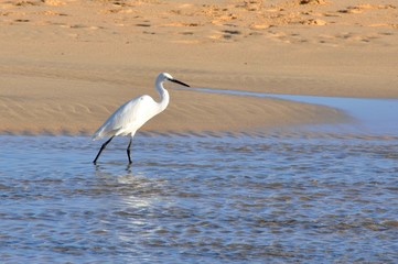Fuerteventura - aigrette