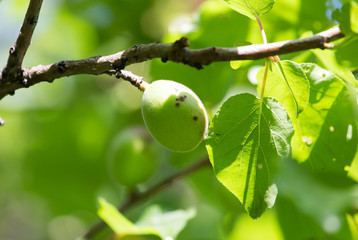 Green unripe apricots in nature